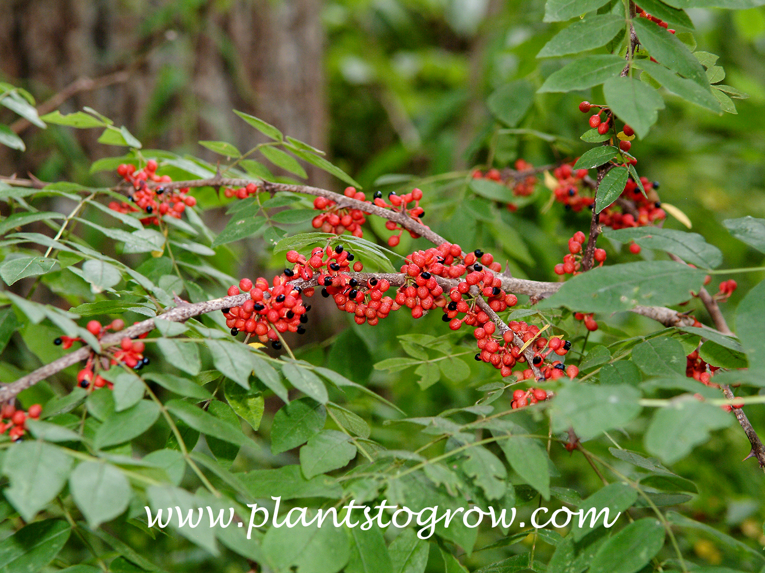 Common Prickly-Ash (Zanthoxylum americanum)